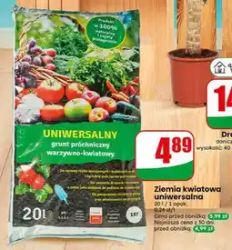 Dino Ziemia kwiatowa uniwersalna oferta