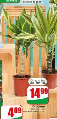 Dino Dracena doniczka 11cm wysokość 40cm oferta