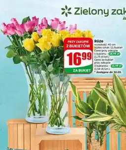 Dino Róże wysokość 40cm 11 sztuk oferta