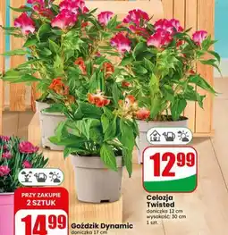 Dino Celozja Twisted doniczka 12cm wysokość 30cm oferta