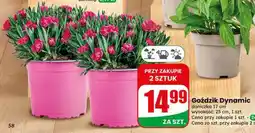 Dino Goździk Dynamic doniczka 17cm wysokość 25cm oferta