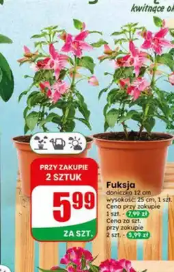 Dino Fuksja doniczka 12cm wysokość 25cm oferta