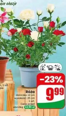 Dino Róża doniczka 12cm wysokość 25cm oferta