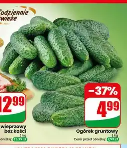 Dino Ogórek gruntowy oferta
