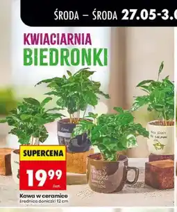 Biedronka Kawa w ceramice średnica doniczki 12cm oferta