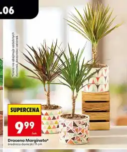 Biedronka Dracena Marginata średnica doniczki 11cm oferta