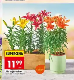 Biedronka Lilia azjatycka średnica doniczki 13cm oferta