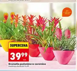 Biedronka Bromelia podwójna w ceramice średnica doniczki 9cm oferta