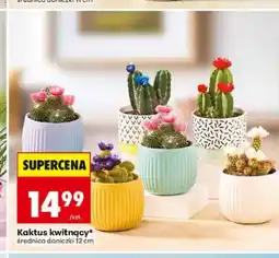 Biedronka Kaktus kwitnący średnica doniczki 12cm oferta