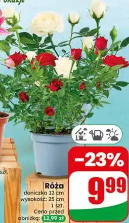 Dino Róża oferta