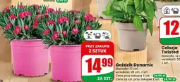 Dino Goździk Dynamic oferta