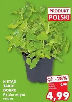 Kaufland Polska mięta sztuka oferta