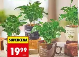 Biedronka Kawa w ceramice oferta