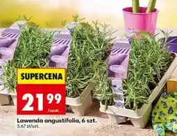 Biedronka Lawenda angustifolia, 6 szt oferta
