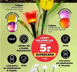 Netto Lampa solarna LED Tulipan 5,8cm wys. 30cm oferta