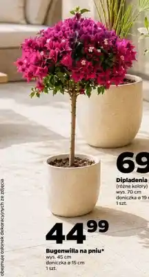 Netto Bugenwilla na pniu wys. 45cm doniczka ø 15cm oferta
