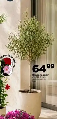 Netto Oliwka na pniu wys. 100-110cm doniczka ø 20cm oferta