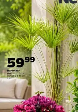 Netto Karłatka wys. 110-120cm doniczka ø 19cm oferta