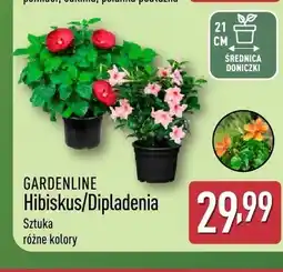 ALDI Hibiskus/Dipladenia GARDENLINE oferta
