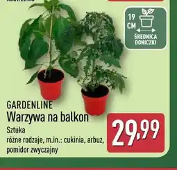 ALDI Warzywa na balkon cukinia GARDENLINE oferta