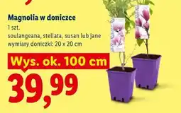 Lidl Magnolia w doniczce oferta