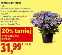 Lidl Hortensja ogrodowa oferta