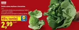 Lidl Polska sałata masłowa z korzeniem oferta