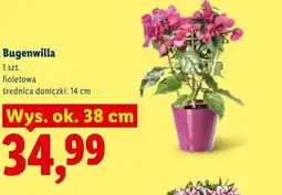 Lidl Bugenwilla oferta