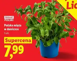 Lidl Polska mięta w doniczce oferta