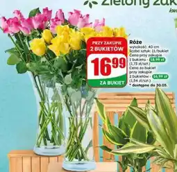 Dino Róże oferta