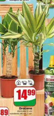 Dino Dracena oferta