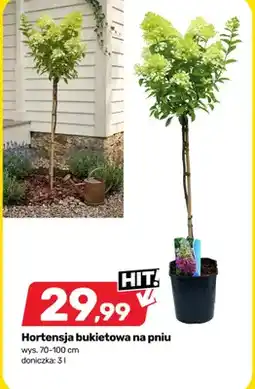 Bricomarche Hortensja bukietowa na pniu wys. 70-100cm doniczka oferta