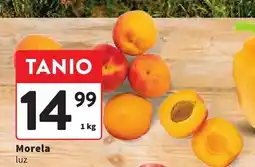 Intermarche Morela luz oferta