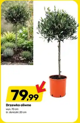 Bricomarche Drzewko oliwne wys. 70cm śr. doniczki: 20cm oferta