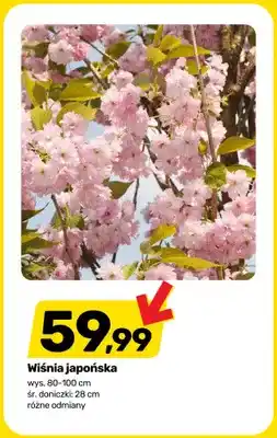 Bricomarche Wiśnia japońska wys. 80-100cm śr. doniczki: 28cm oferta