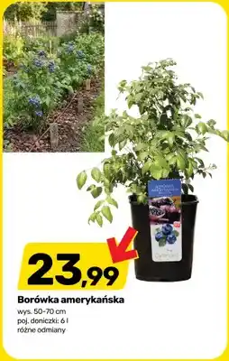 Bricomarche Borówka amerykańska Gartenland wys. 50-70cm poj. doniczki oferta