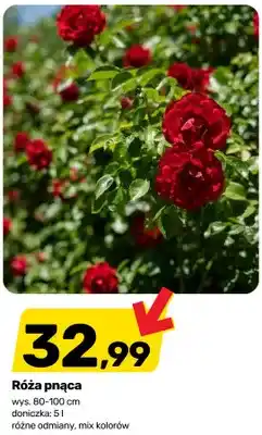 Bricomarche Róża pnąca wys. 80-100cm doniczka oferta