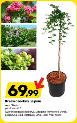 Bricomarche Krzew ozdobny na pniu oferta