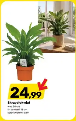 Bricomarche Skrzydłokwiat wys. 50cm śr. doniczki: 13cm kolor kwiatów: biały oferta