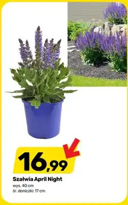 Bricomarche Szałwia April Night wys. 40cm śr. doniczki 17cm oferta