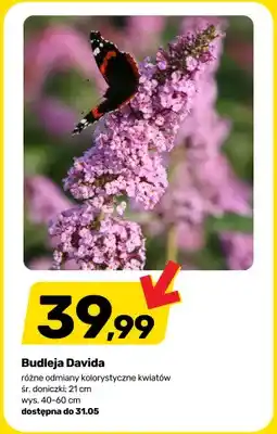 Bricomarche Budleja Davida oferta