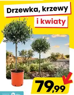 Bricomarche Drzewka, krzewy i kwiaty oferta