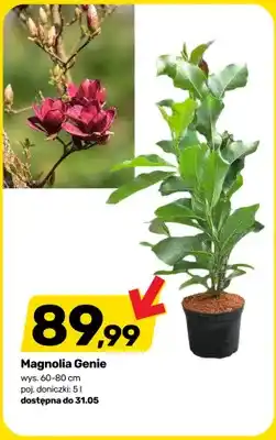 Bricomarche Magnolia Genie wys. 60-80cm poj. doniczki oferta