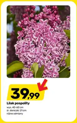 Bricomarche Lilak pospolity wys. 40-60cm śr. doniczki 21cm oferta