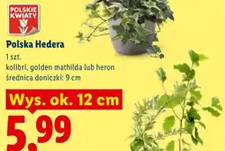 Lidl Polska Hedera kolibri wys. ok. 12cm oferta