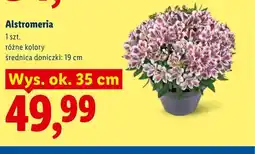 Lidl Alstromeria wys. ok. 35cm oferta