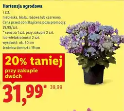 Lidl Hortensja ogrodowa niebieska wys. ok. 40cm oferta