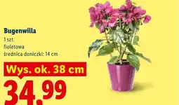 Lidl Bugenwilla fioletowa wys. ok. 38cm oferta