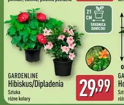 ALDI Hibiskus Gardenline oferta