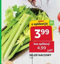 Stokrotka Seler naciowy oferta